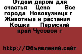 Отдам даром для счастья. › Цена ­ 1 - Все города, Новокузнецк г. Животные и растения » Кошки   . Пермский край,Чусовой г.